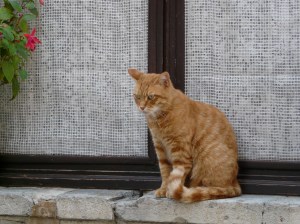 The cat of Entrevaux